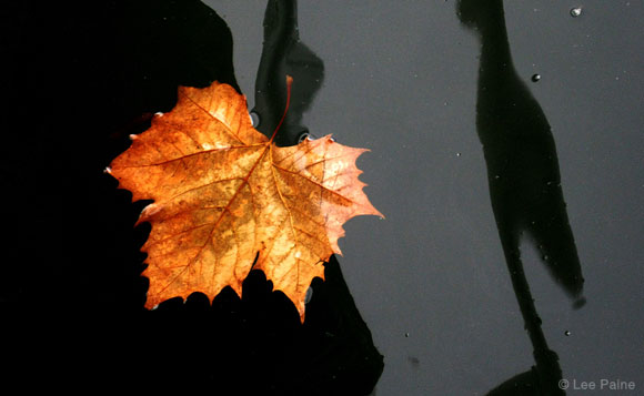 Floating Leaf in Black Ice
