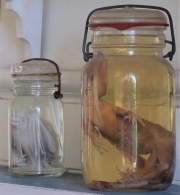 Museo Hemingway -Jars on a Shelf