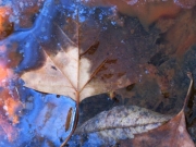 Leaves in Blue Oil