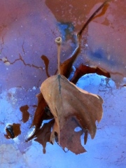 Standing Leaf in Oil Slick