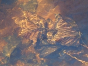 Submerged Leaves, Rippled Silt