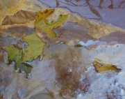 Green Leaves on Oil Slime