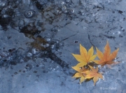 Leaf Cluster on Oily Ice