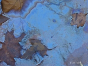 Blue Oil Slick, Brown Leaves