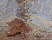 Foaming River with Brown Leaf