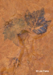 Three Brown Leaves in River Silt