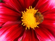 Center - Dahlia with bee