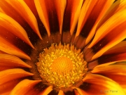 Center - Flower, Hot Sun Rising