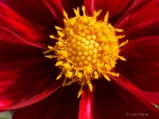 Center - Red Dahlia