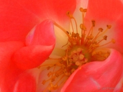 Center - Welsh Rose