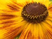 Crown of Gold