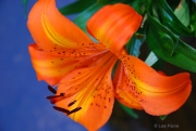 Daylily #13