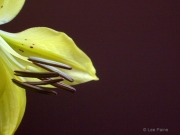 Daylily Study