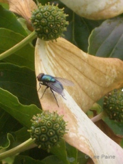 Fly on a Petal #2