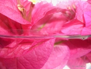 Petals in a Bowl