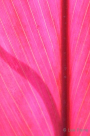 Pink Leaf with Shadow #2