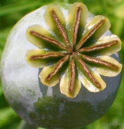 Star Flower Pod