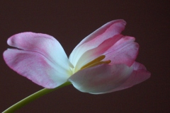 Flying Tulip