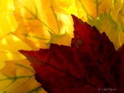 Global Warming, Back Lit Leaves