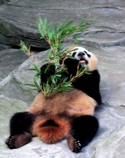 Giant Panda Eating Bamboo