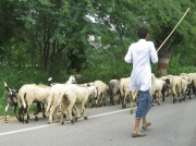 Goatherd