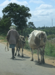 Man on Country Road with Cows