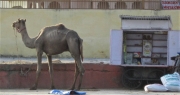 Skinny Camel near Sanjay Museum