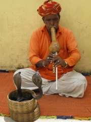 Snake Charmer