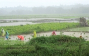 Tending to the Crops Rainy Day