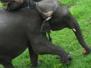 Training a Young Elephant to Make a Turn