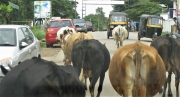 Village Traffic