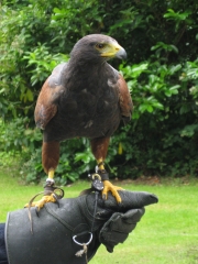 Ashford Castle - My Falconry Lesson