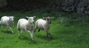 Rathburn Farm - A Herd of Three Comes Home