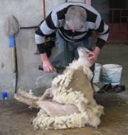 Rathburn Farm -   A Sheep Shearing