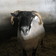 Rathburn-Farm - a Mountain Blackface Sheep