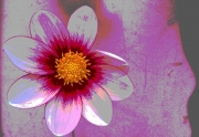 Dahlia, Dreaming