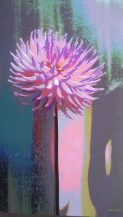 Dahlia, Standing Tall