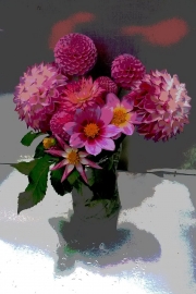 Dahlias, Posing