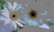 Daisies, Vanishing