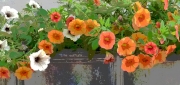 Pansies on a Porch