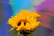 Sunflower, Adrift on a Pastel Pond