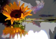 Sunflower, Reflecting on a Pond