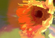 Sunflower, Spilling Color