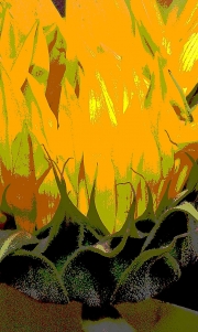 Sunflower, Up in Flames